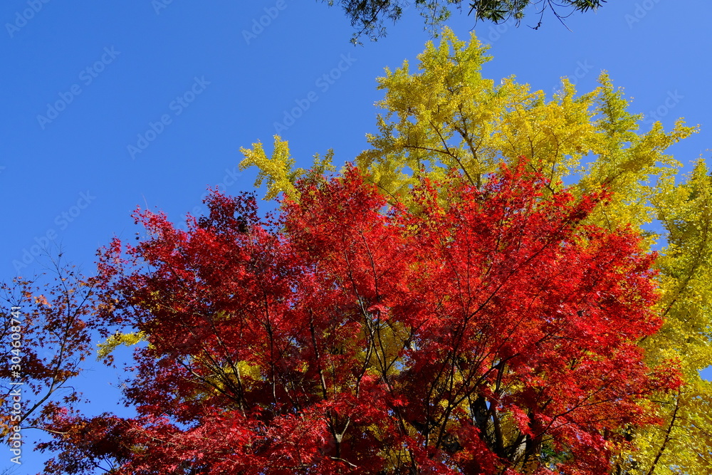 中心でアピールするもみじとイチョウ