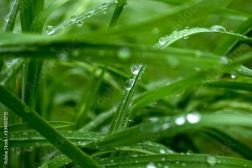 Dew Drops on Grass Blades, Close-Up