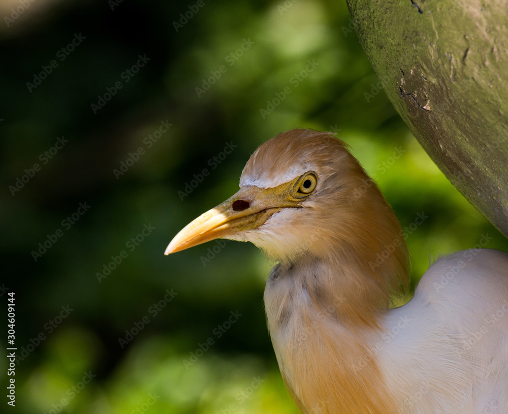 Undefined tropical bird, Kuala Lumpur Bird Park, Malaysia