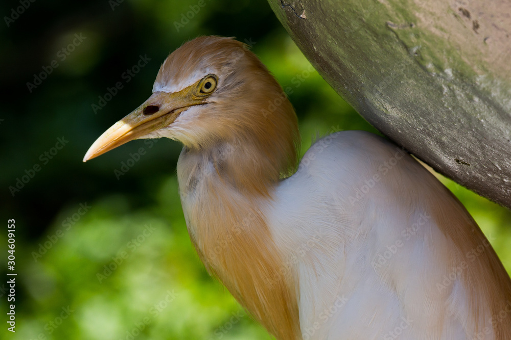 Undefined tropical bird, Kuala Lumpur Bird Park, Malaysia