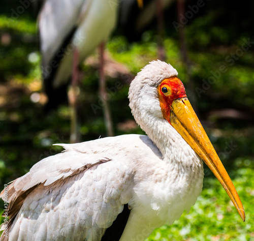 Photography Undefined tropical bird, Kuala Lumpur Bird Park, Malaysia