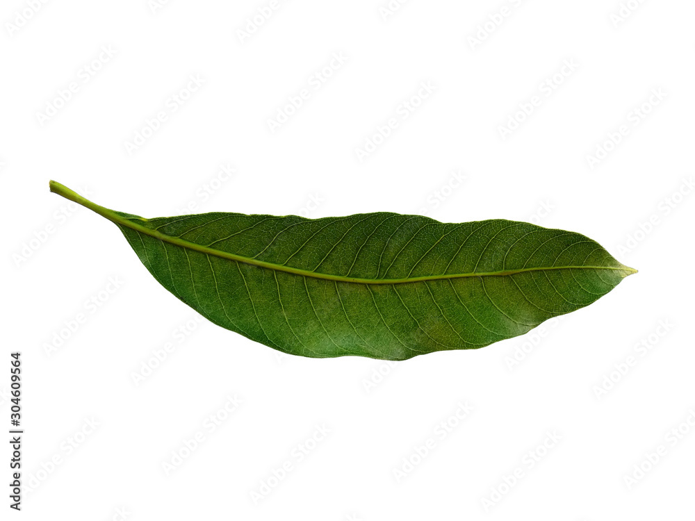 Obraz premium Plant with green leaves. The name of the plant is Mangifera indica or mango. Green leaf on white background.