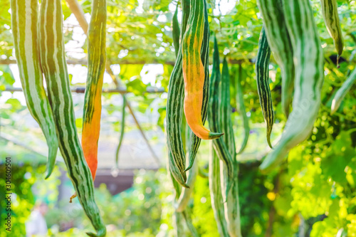 Snake gourd (Trichosanthes anguina Linn) hanging in vegetable garden. Selective focus. photo