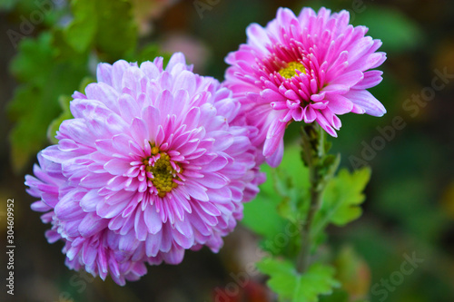 Bright  fluffy purple  pink autumn chrysanthemums fluffing on the street Ukrainian street. Perennial flowers blooming with a yellow core and dark green leaves.