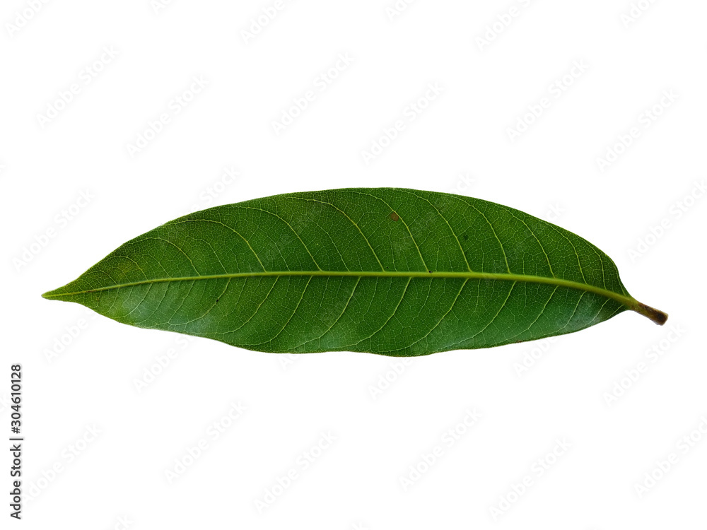Plant with green leaves. The name of the plant is Mangifera indica or mango. Green leaf on white background. Plant with green leaves. The name of the plant is Mangifera indica or mango. Green leaf on white background.
