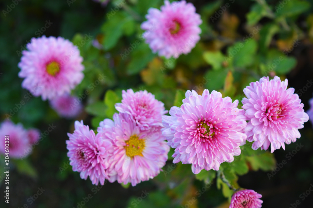 Bright, fluffy purple, pink autumn chrysanthemums fluffing on the street Ukrainian street. Perennial flowers blooming with a yellow core and dark green leaves. Bright, fluffy purple, pink autumn chrysanthemums fluffing on the street Ukrainian street. Perennial flowers blooming with a yellow core and dark green leaves.