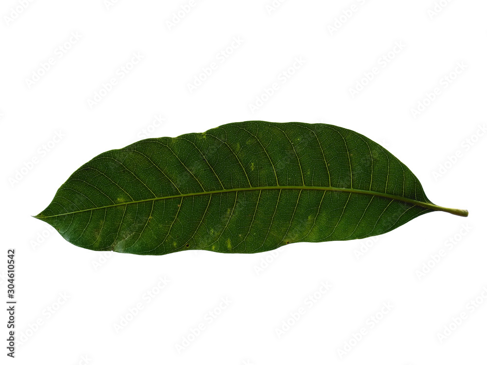 Plant with green leaves. The name of the plant is Mangifera indica or mango. Green leaf on white background. Plant with green leaves. The name of the plant is Mangifera indica or mango. Green leaf on white background.