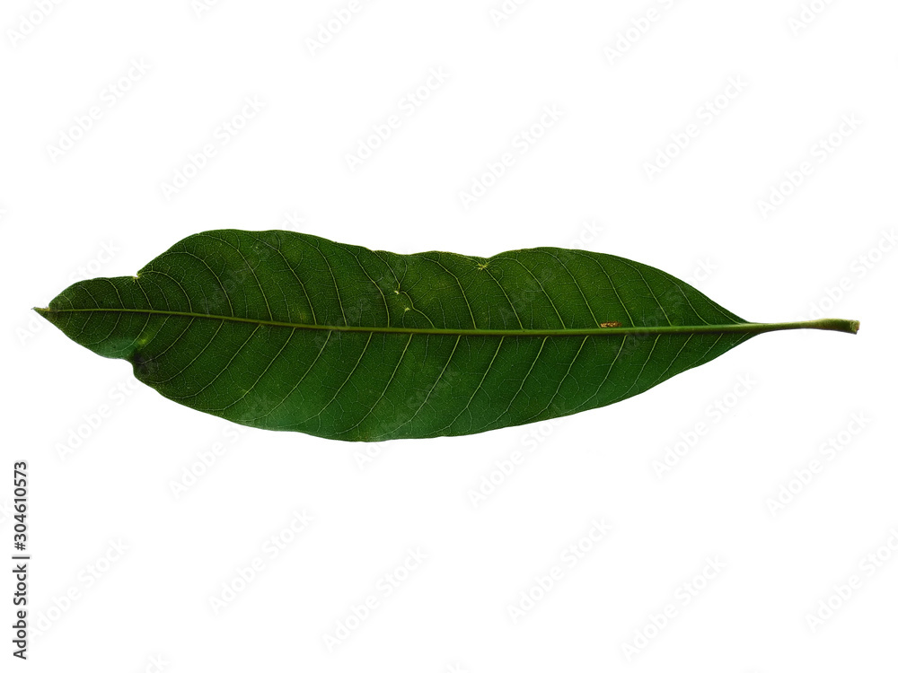 Obraz premium Plant with green leaves. The name of the plant is Mangifera indica or mango. Green leaf on white background.