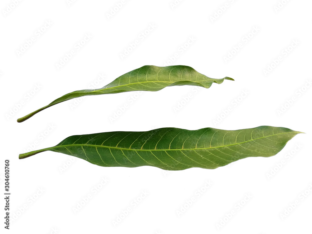 Obraz premium Plant with green leaves. The name of the plant is Mangifera indica or mango. Green leaf on white background.