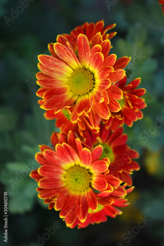 Charming, bright and colorful perennial bouquets of street flowers. Yellow red autumn chrysanthemum growing on the street of Ukrainian house.