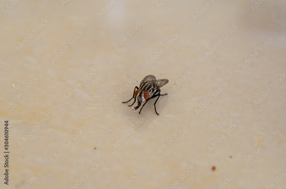 Housefly On Ceramic Surface Housefly On Ceramic Surface