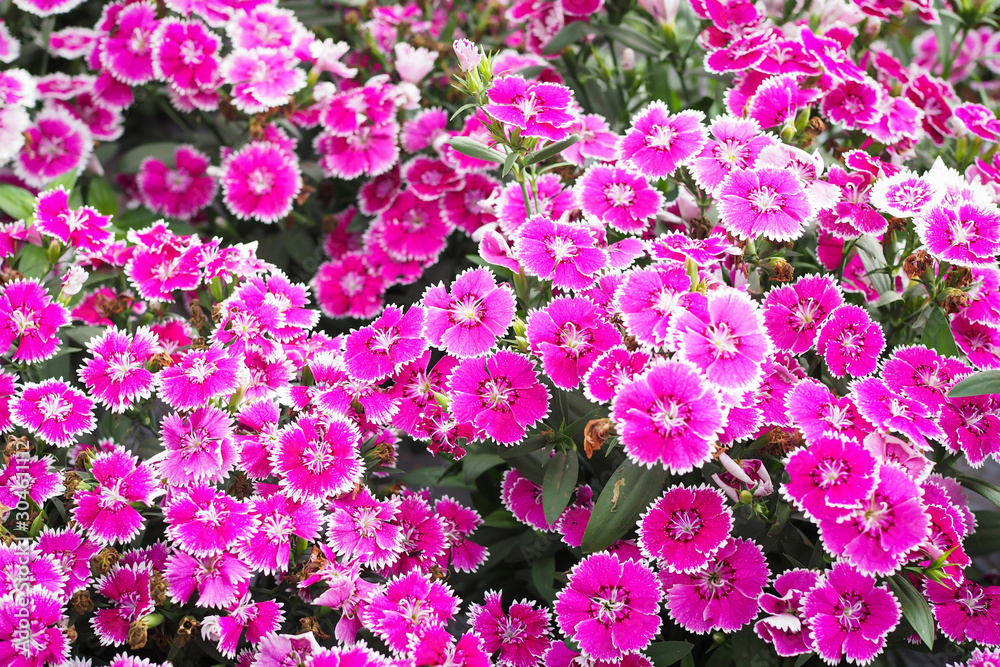 Beautiful pink and white flower in garden for background Beautiful pink and white flower in garden for background