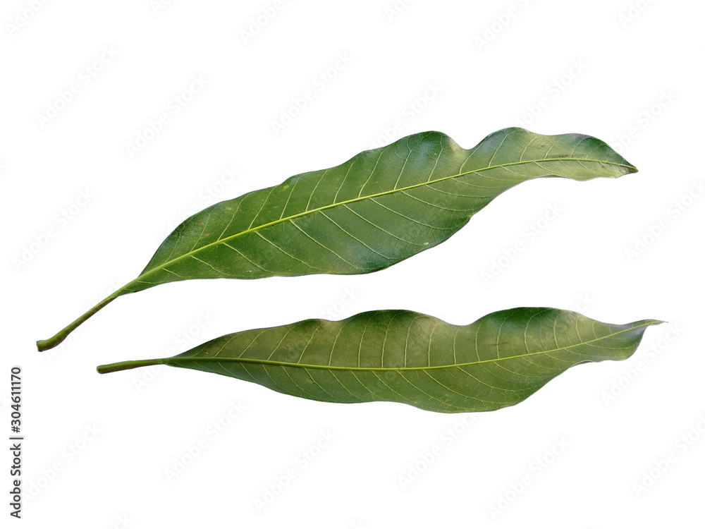 Obraz premium Plant with green leaves. The name of the plant is Mangifera indica or mango. Green leaf on white background.