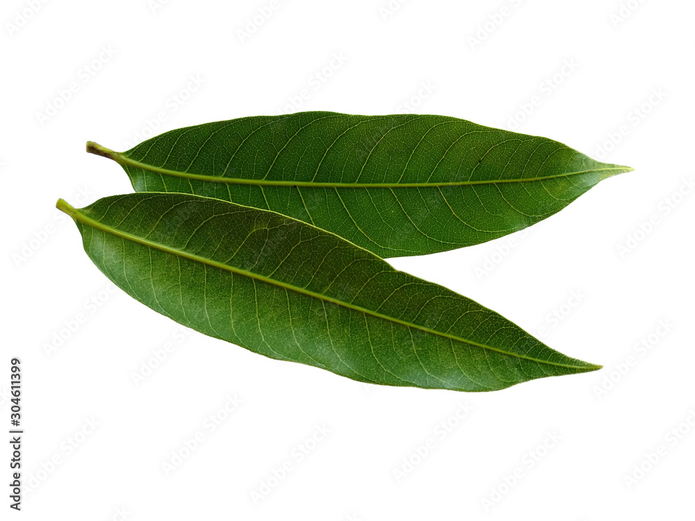 Obraz premium Plant with green leaves. The name of the plant is Mangifera indica or mango. Green leaf on white background.