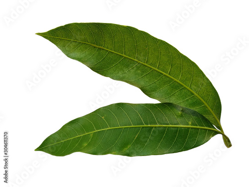 Plant with green leaves. The name of the plant is Mangifera indica or mango. Green leaf on white background.