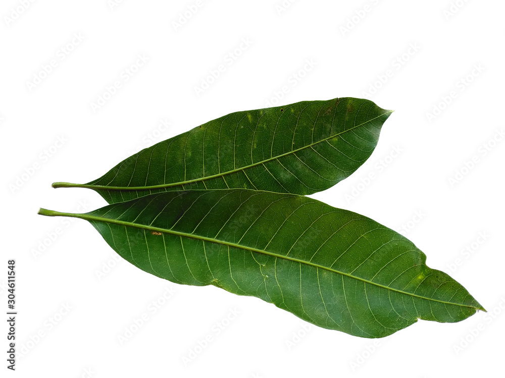 Obraz premium Plant with green leaves. The name of the plant is Mangifera indica or mango. Green leaf on white background.