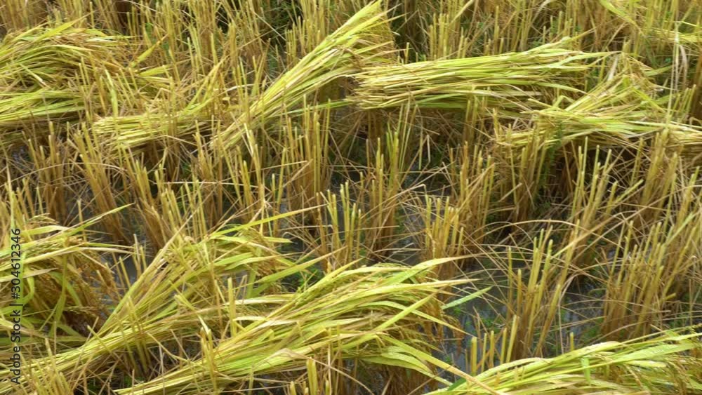 Rice yellow, ready to harvest in terraces rice field at Mae Klang Luang, Doi Inthanon National Park Chiang Mai Thailand Rice yellow, ready to harvest in terraces rice field at Mae Klang Luang, Doi Inthanon National Park Chiang Mai Thailand