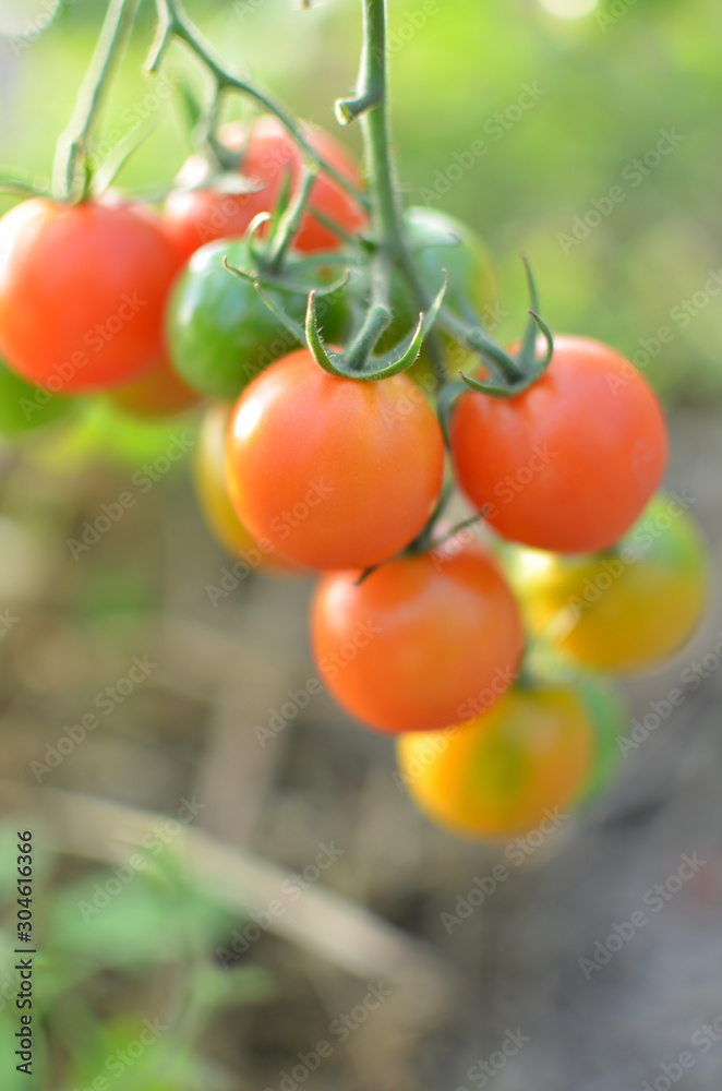 Cherry tomatoes on the branch. After some harvesting.