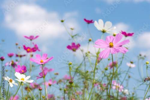 Fototapeta Naklejka Na Ścianę i Meble -  青空の下のピンクのコスモスの花