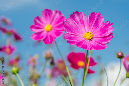 青空の下のピンクのコスモスの花のアップ © varts