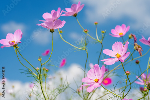 青空の下の薄いピンクのコスモスの花 © varts