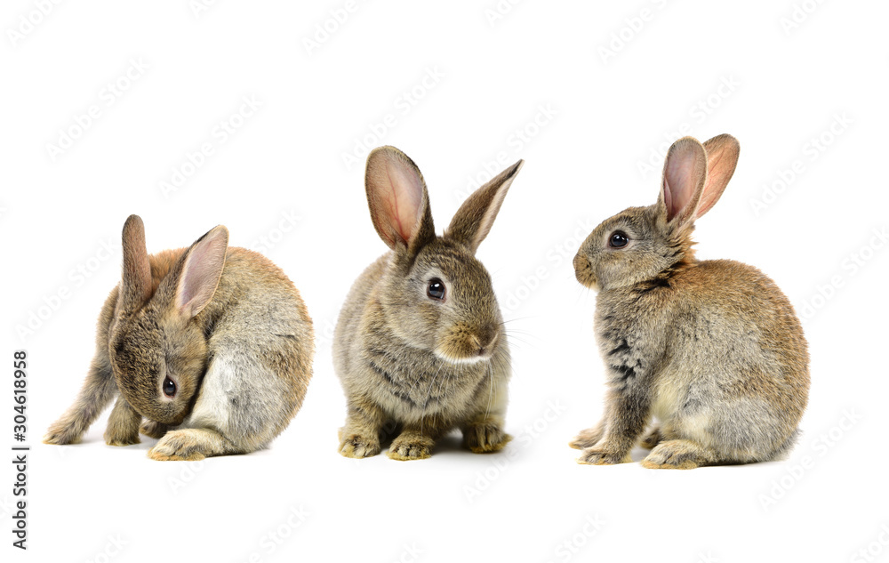 Rabbit on a white background