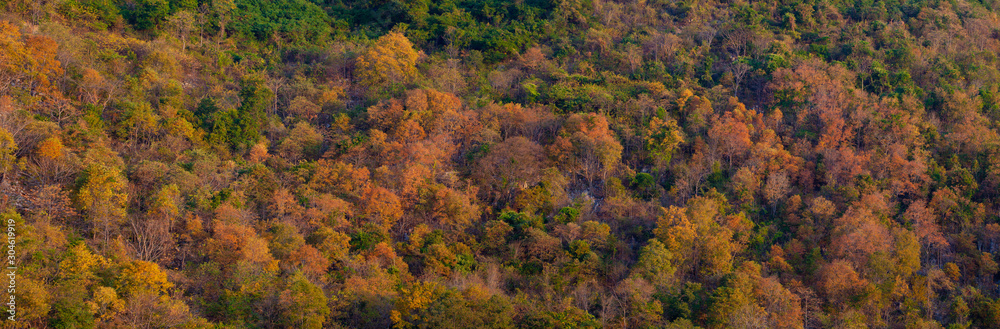 Panorama of colorful autumnal fall scenery forest for graphic design purpose