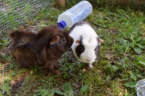 Two guinea pigs playing