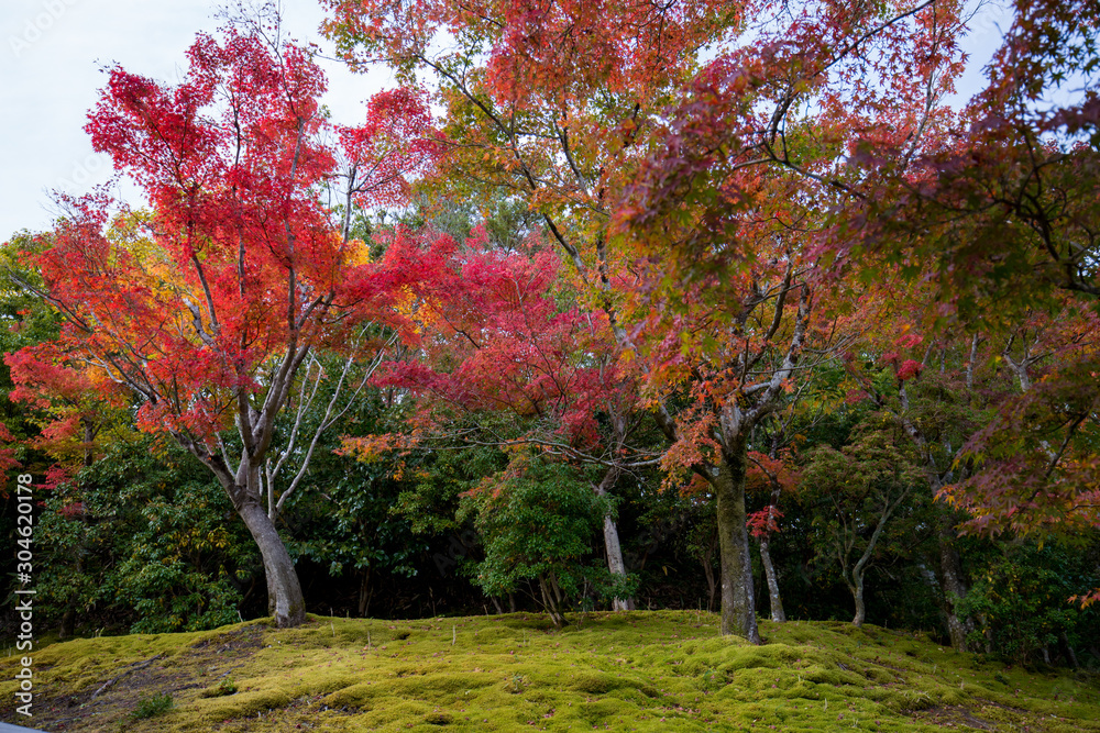Naklejka premium 綺麗な紅葉の葉
