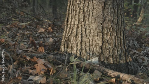A Beautiful Tree Trunk in the Forest