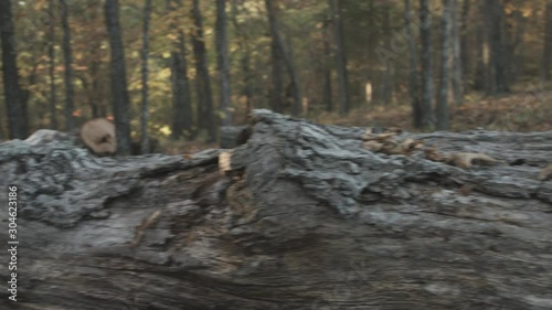 A Fallen Tree in November