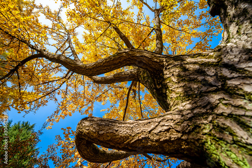 Autumn yellow tree in public park in daegu city, South Korea. photo