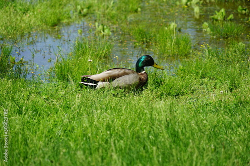 Ducks