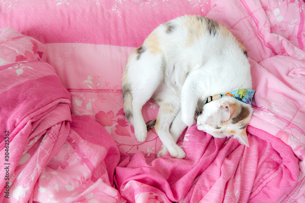 The calico cat slept curled up on a blanket pink happily. The calico cat slept curled up on a blanket pink happily.