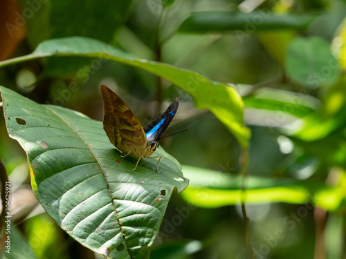 Archaeoprepona demophon photo