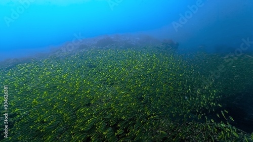 Fototapeta Naklejka Na Ścianę i Meble -  Huge school of fish - yellow snappers - Thailand- Phi Phi 