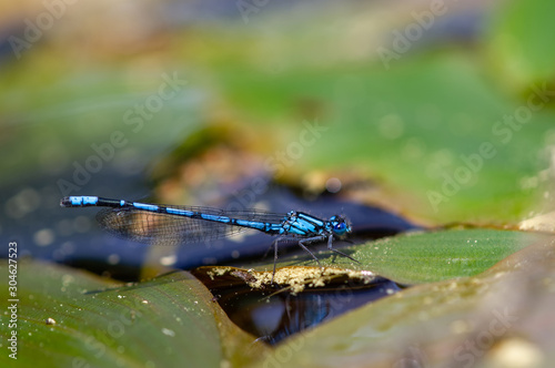 ルリイトトンボ　オス