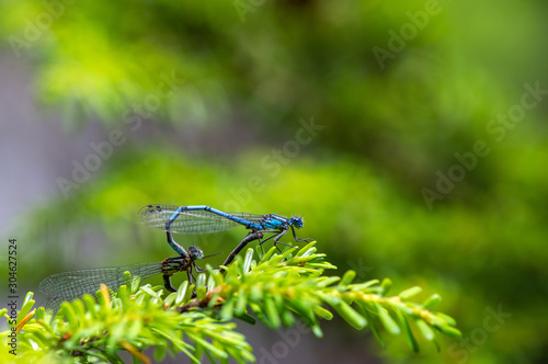ルリイトトンボ　交尾