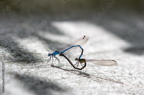 ルリイトトンボ　交尾