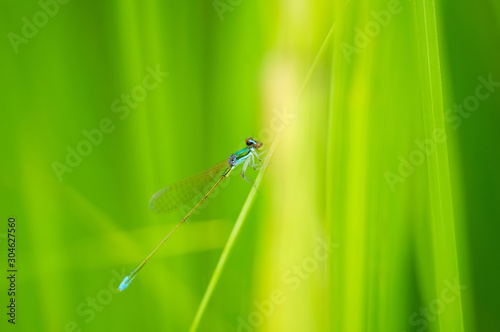 カラカネイトトンボ　オス