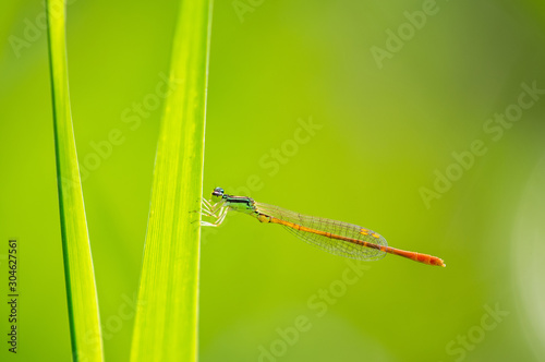 モートンイトトンボ　オス