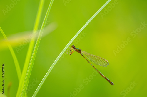カラカネイトトンボ　メス