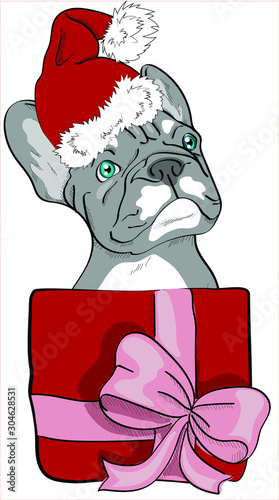 Cute bulldog puppy is sitting in a gift box. Dog in santa hat. Christmas card, poster, t-shirt composition, hand drawn style print.   Vector illustration.
