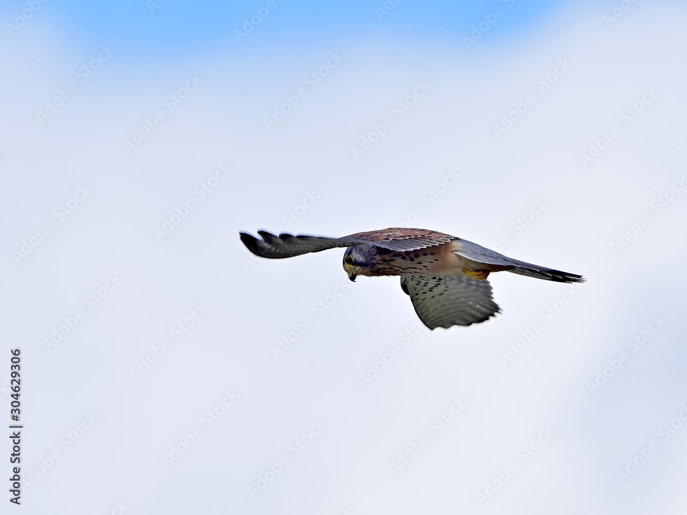 Obraz premium 青空バックに獲物を求めてホバリングするチョウゲンボウ