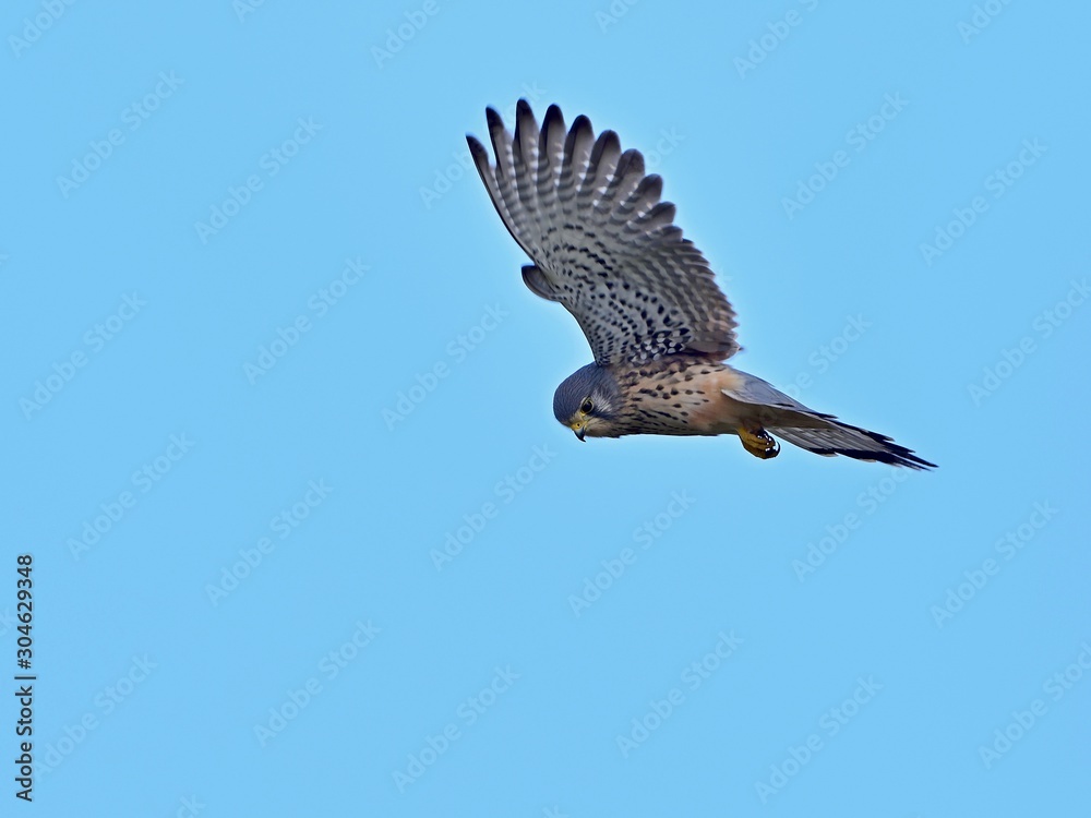 Fototapeta premium 青空バックに獲物を求めてホバリングするチョウゲンボウ