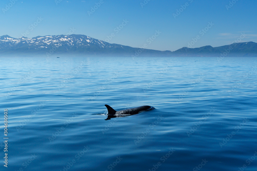 Fototapeta premium 北海道 知床 羅臼の海を泳ぐシャチ