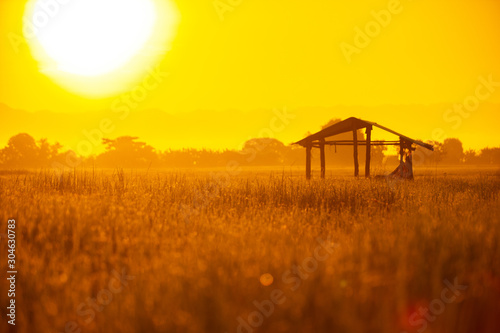 Thai rice gold field Make the work look more interesting.Sunrise light Morning in ThailandGolden rice field.A small house in the midst of golden rice fields.Used as a beautiful golden background image