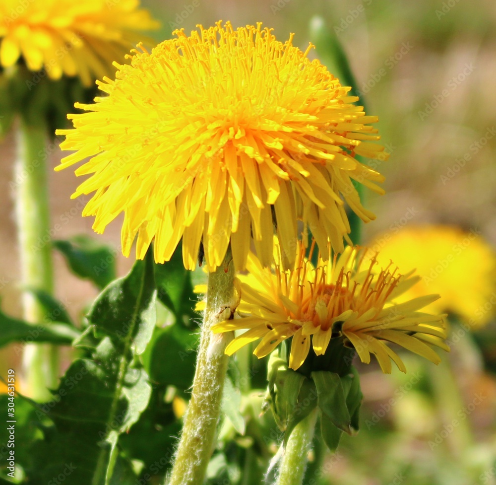 Blooming bright yellow Taraxacum flowers in a meadow on a spring, sunny day Blooming bright yellow Taraxacum flowers in a meadow on a spring, sunny day