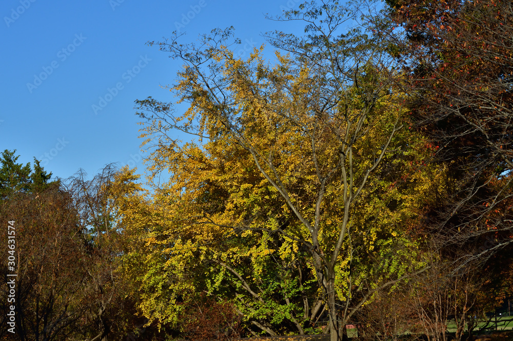Obraz premium 青空を背景にして、黄葉した樹木を撮影した写真