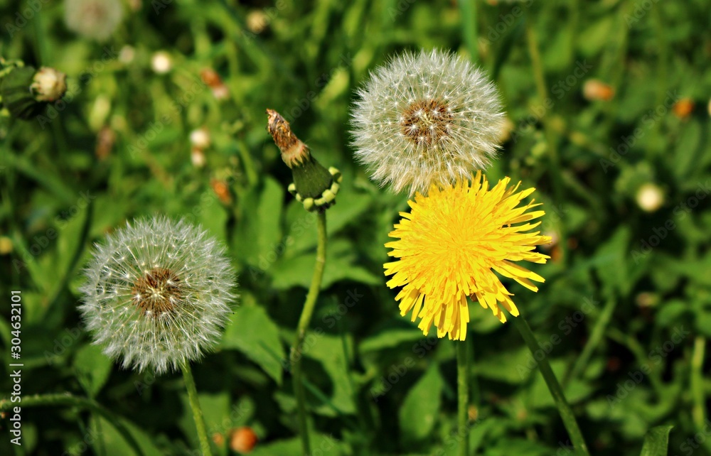 Blooming bright yellow Taraxacum flowers in a meadow on a spring, sunny day Blooming bright yellow Taraxacum flowers in a meadow on a spring, sunny day